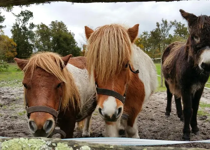 Affittacamere Le Gahoun - D'hotes 3*